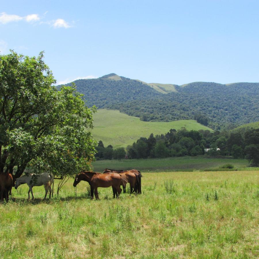 Old Pine Cabin Karkloof Karkloof Nature Reserve Exterior photo